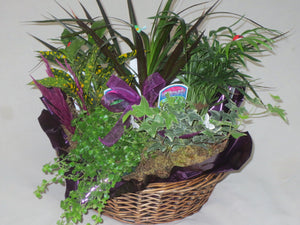 PB 1749 Green thumb indoor plant garden basket